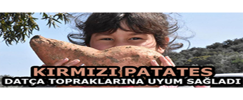 Kırmızı Patates Datça Topraklarına Uyum Sağladı