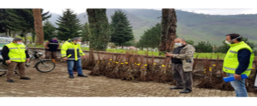 Ordu`da Üreticiler, Fındığın Yanında Kestaneyle Ek Gelir Sağlayacak