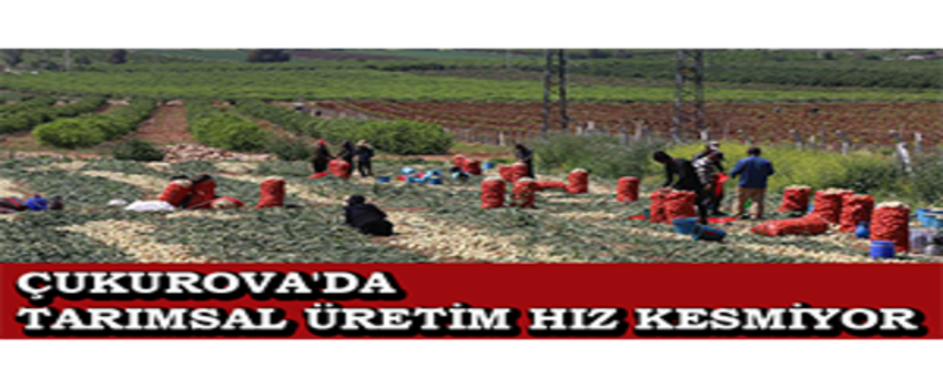 Çukurova`da Tarımsal Üretim Hız Kesmiyor