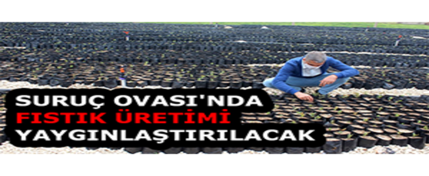 Suruç Ovası`nda Fıstık Üretimi Yaygınlaştırılacak