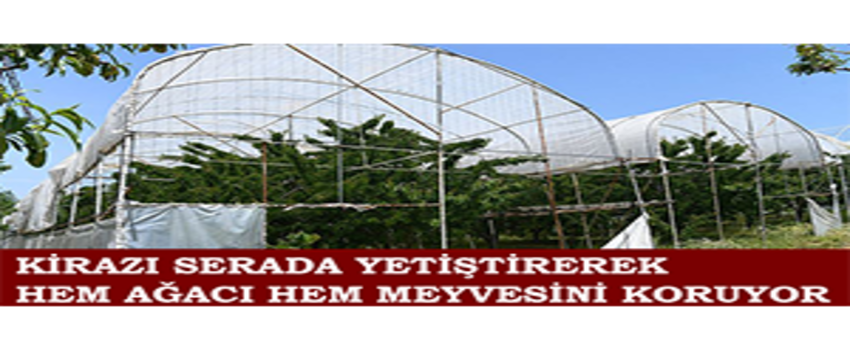 Kirazı Serada Yetiştirerek Hem Ağacı Hem Meyvesini Koruyor