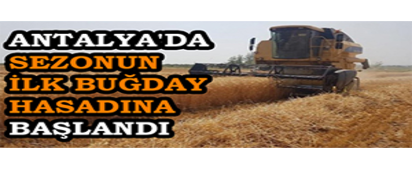 Antalya`da Sezonun İlk Buğday Hasadına Başlandı