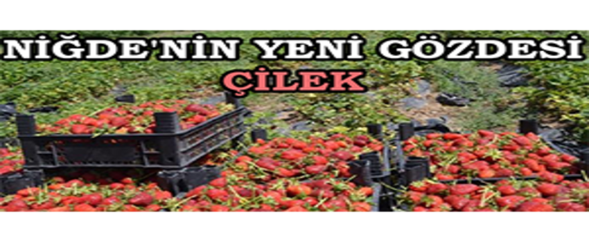 Niğde`nin Yeni Gözdesi: Çilek