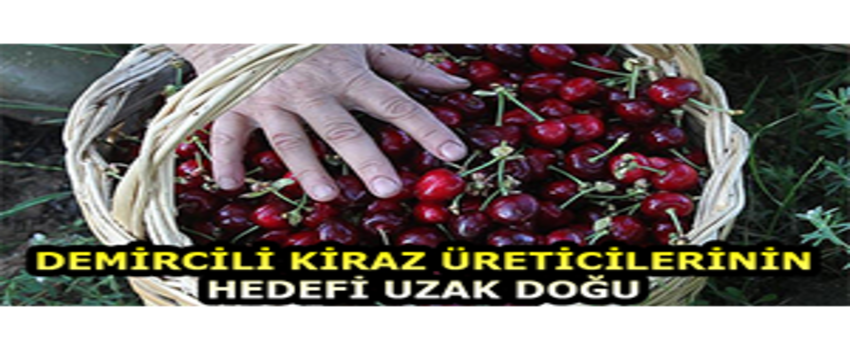 Demircili Kiraz Üreticilerinin Hedefi Uzak Doğu