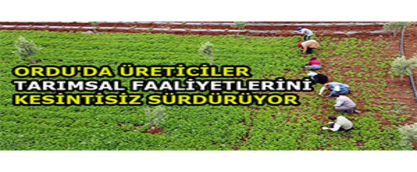 Ordu`da Üreticiler Tarımsal Faaliyetlerini Kesintisiz Sürdürüyor