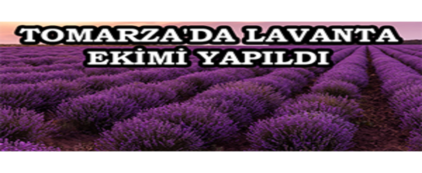 Tomarza`da Lavanta Ekimi Yapıldı