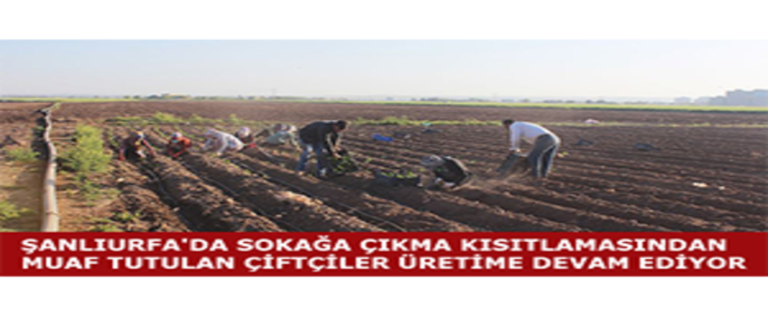 Şanlıurfa`da Sokağa Çıkma Kısıtlamasından Muaf Tutulan Çiftçiler Üretime Devam Ediyor