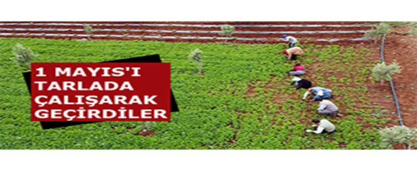 1 Mayıs`ı Tarlada Çalışarak Geçirdiler