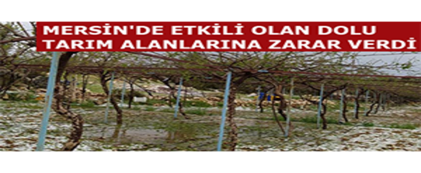 Mersin`de Etkili Olan Dolu Tarım Alanlarına Zarar Verdi