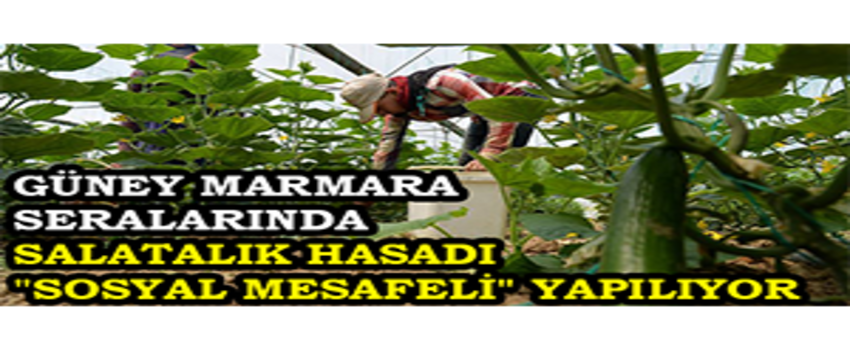 Güney Marmara Seralarında Salatalık Hasadı `Sosyal Mesafeli` Yapılıyor
