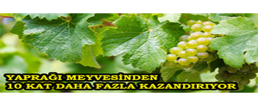 Yaprağı Meyvesinden 10 Kat Daha Fazla Kazandırıyor