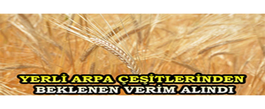 Yerli Arpa Çeşitlerinden Beklenen Verim Alındı