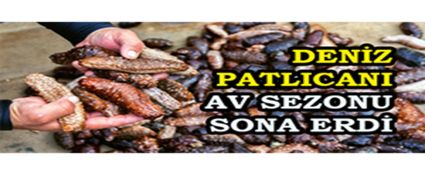 Deniz Patlıcanı Av Sezonu Sona Erdi