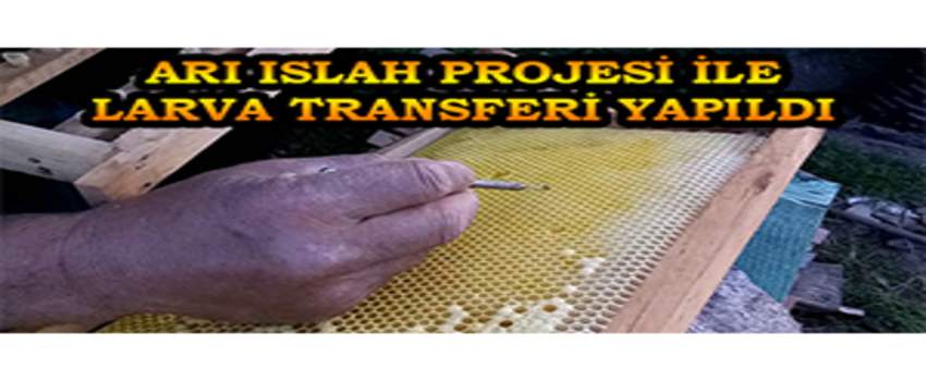 Arı Islah Projesi ile Larva Transferi Yapıldı