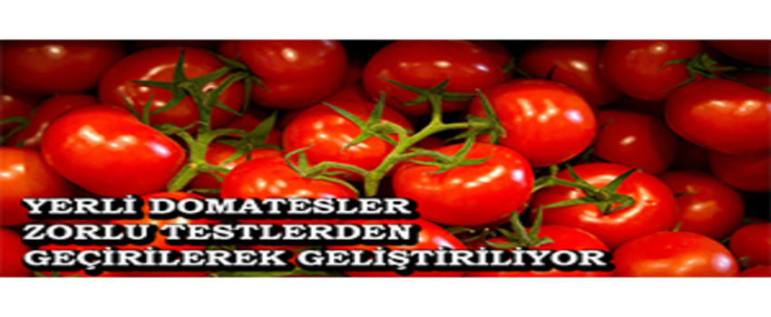 Yerli Domatesler Zorlu Testlerden Geçirilerek Geliştiriliyor