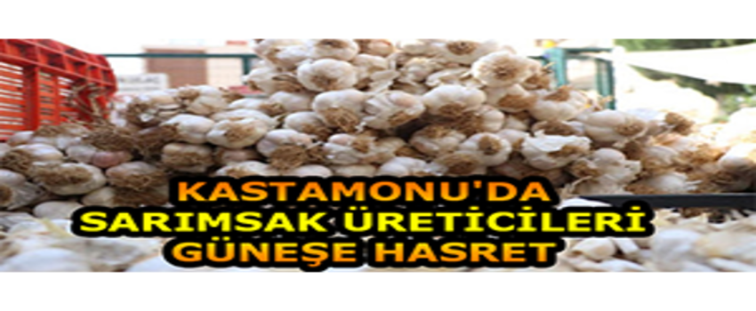 Kastamonu`da Sarımsak Üreticileri Güneşe Hasret