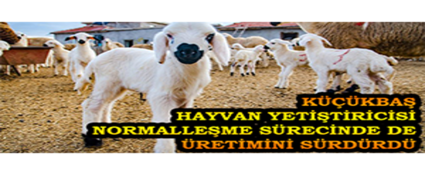 Küçükbaş Hayvan Yetiştiricisi Normalleşme Sürecinde de Üretimini Sürdürdü