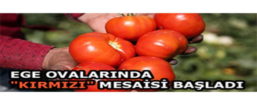Ege Ovalarında `Kırmızı` Mesaisi Başladı