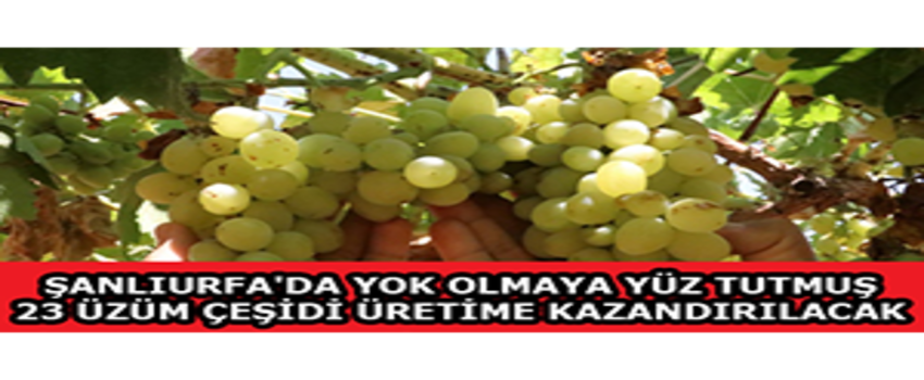 Şanlıurfa`da Yok Olmaya Yüz Tutmuş 23 Üzüm Çeşidi Üretime Kazandırılacak