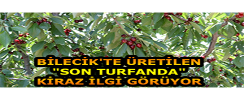 Bilecik`te Üretilen `Son Turfanda` Kiraz İlgi Görüyor