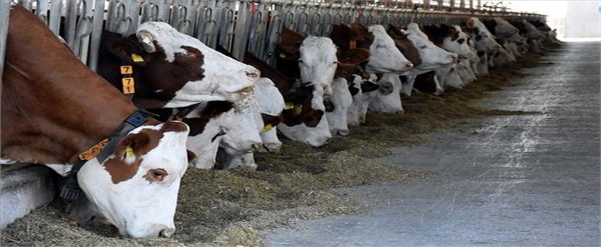 Veteriner Hekimler Uyarıda Bulundu