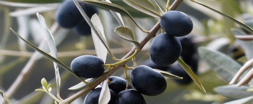 Araştırmacılar, Genetik Erozyonu Tersine Çevirmek ve Dirençli Zeytin Çeşitleri Yetiştirmek İçin Çalışıyor
