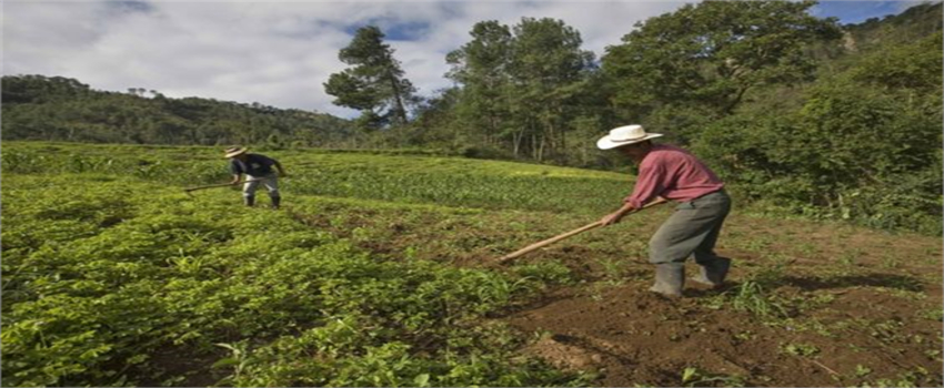 Tarımda Felaket Alarmı: FAO`nun Çağrısı