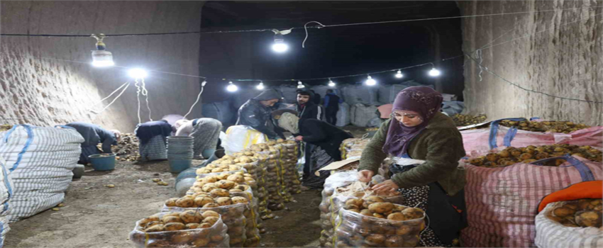 2 Milyon Ton Patates Kapasitesiyle Türkiye`yi Besliyor!