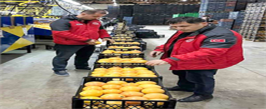 Muğla Portakalları, Ukrayna ve Polonya Pazarına Yola Çıktı