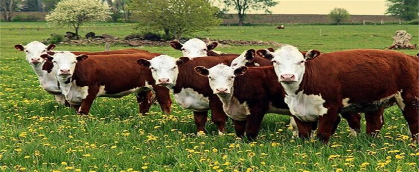 Sığır ve Manda Popülasyonları Geriledi: 2023`te Büyükbaş Hayvanlarda Düşüş Devam Ediyor