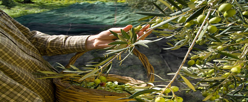İspanya’da Verticillium Solgunluğuna Dayanıklı Üç Yeni Zeytin Çeşidi Geliştirildi