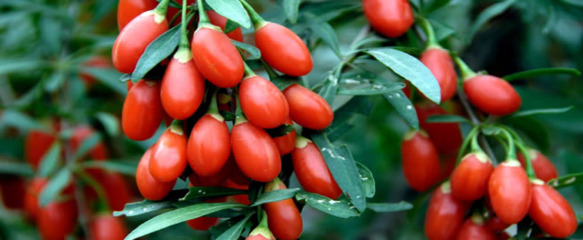`Goji Berry Üretimi Bir Tutkudur,Yaşama Sevincidir`
