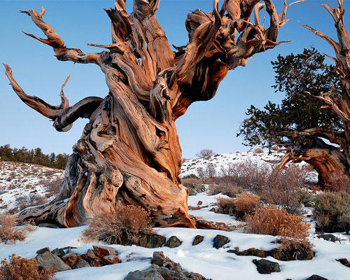 Methuselah 4 841 yaşında olan ve ABD nin California eyaletinde ikamet eden bu dünya üzerindeki en yaşlı ağacın zamana direnişi herkesi hayrete düşürüyor 1964 yılında araştırmacılar tarafından birçok dalı kesilmiş olsa da günümüzde çevreciler tarafından gözleri gibi bakılıyor