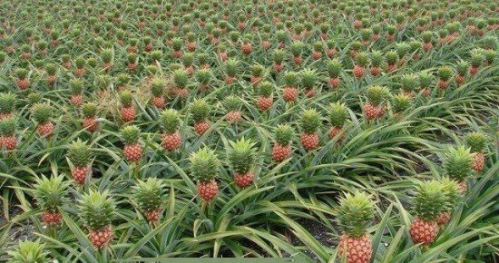 Ananas tarlalarda yetişir