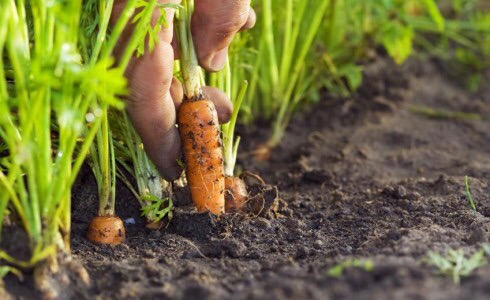 Sağlıklı pestisitsiz sebze ve meyveler yetiştirin Kompostun bir diğer faydası ise mikroskobik organizmalar ve bakterilere yaşayacak imkan sağlamasıdır Bu sayede yetişen bitkilerde daha az hastalık ve böcek görülmektedir Bu aynı zamanda daha az pestisit kullanmanız anlamına gelmektedir