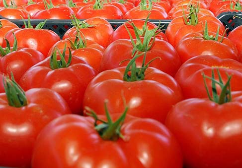 Domatesleri güneş ışığından uzakta oda ısısında ya da buzdolabında tek kat halinde kökleri üstte kalacak şekilde saklayın Plastik poşette saklarsanız kolay bozulurlar