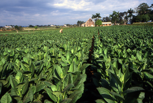 Orta Amerika Asıllı Tütün Tobacco yine Karayip dillerinden girmiş Latin dillerine Yani sigara alışkanlığının nedeni aslında nikotin değil Karayipler den tütünü alıp getiren İspanyol denizciler