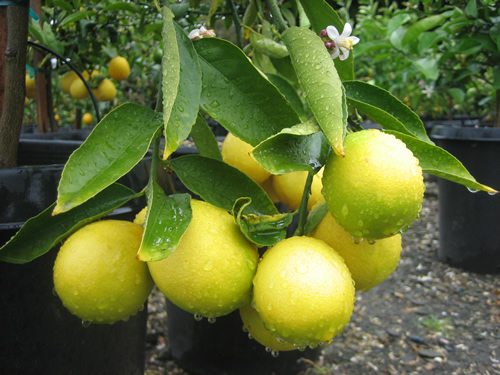 Kuzey Hindistan Asıllı Limon İlk olarak buralarda yetişen limon 1930 lardan sonra Anadolu da tarımı yapılmaya başlanan bir meyve Eski Hint dili olan Sanskritçe si de nimbu ymuş