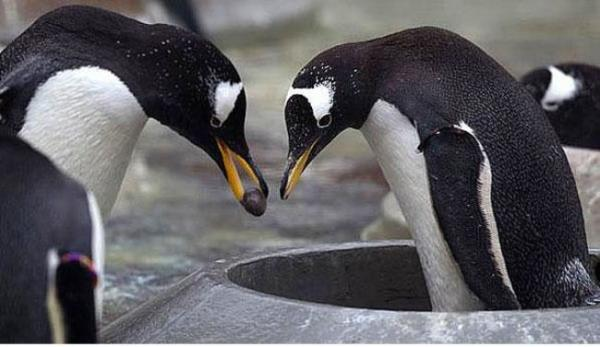 Gentoo penguenleri eşlerine bir çakıl taşı vererek evlenme teklif ederler