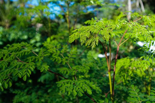 Moringa ağacının Ana vatanı olan himalaya eteklerindeki Kuzey Hindistan bölgeleridir Ancak sonrasında dünyanın pek çok bölgesine kültür türleri gönderilerek yetiştirilmeye başlanmıştır Şu sıralar Endonezya Srilanka Malezya Filipinler Meksika Güney Amerika Orta Amerikada da yetiştirilmektedir Afrika da dahası Orta Doğu da yetiştirildiği bilinmektedir Yarı kurak tropik ve sub tropik iklimlerde yetişebilen bir türdür Soğuk bölgelerde de yetiştirilebilmektedir