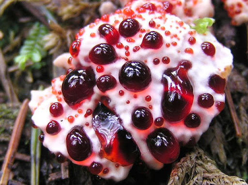 Kanayan Diş Mantarı Bleeding Tooth Fungus Şeytanın dişi çilek ve krema olarak da adlandırılabilen bu mantar türünün görünüşü oldukça ilginç