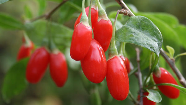 Ana vatanı Asya olan ancak ülkemizde de tohumdan kolaylıkla yetiştirilebilen Goji Berry meyvesi faydalı özellikleriyle Çin tıbbında çokça kullanılmaktadır Kurutulan meyvesi ülkemizde çokça tüketilmektedir