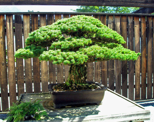 1976 da Bonsai ustası Masaru Yamaki Washington daki Birleşmiş Milletler Milli Botanik Parkı na bir küçük beyaz bonsai çamı bağışladı Bu ağaç Nippon Bonsai Derneği nin Birleşmiş Milletlere iki yüzüncü yıldönümü için verilen 53 bonsaiden biriydi Yeryüzündeki birçok şey gibi bu ağacın da bir geçmişi var Hem de bu dikkate değer bir geçmiş