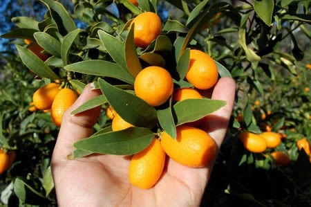 Dünya halkları arasında kumkuat adıyla da anılan meyveye altın portakal diyenler de var Doğu Asya ve Çin de doğal olarak yayılış gösteren çalı biçimindeki kamkat portakal mandalina bergamot ve limon gibi turunçgiller ailesinin bir meyvesidir Ülkemizde de yeni yeni tanınan ve yetiştirilmeye başlanan bir meyvedir