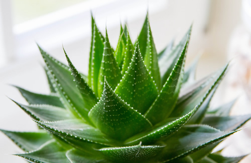 Aloe vera Aloe vera bitkisi içindeki jelimsi sıvıyla tıbbi amaçlı pek çok rahatsızlıkta kullanılırken ayrıca havadaki zararlı kimyasal gazlara da savaş açıyor olması değerini arttırıyor v