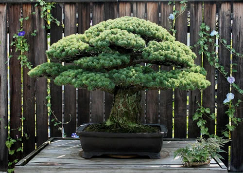 1976 yılında bonsai ustası Masaru Yamaki Washington daki Birleşmiş Milletler Milli Botanik Parkı na bir küçük beyaz bonsai çamı bağışlarken bu ağacın dikkate değer bir geçmişe de sahip olduğu farkedildi