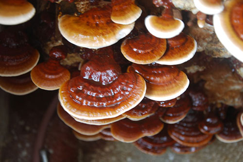 GANODERMA REIŞI MANTARI 1 2 ay kullanan iki kişi hayatlarını kaybetti