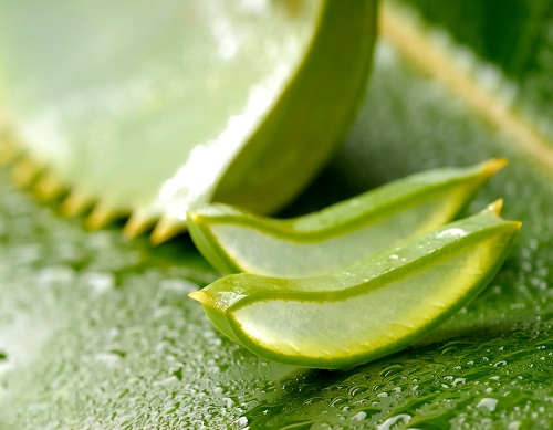 Cilt üzerindeki iyileştirici etkisi sebebiyle aloe vera bugün kozmetik endüstrisi tarafından çokça tercih edilen bir bitkidir