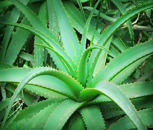 Aloe vera aynı zamanda aminoasit ve yağ asitleri bakımından da oldukça zengin bir bitkidir