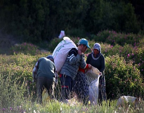 Çelik burada toplanan güllerin alım merkezlerinde toplandıktan sonra fabrikalara götürüldüğünü fabrikadaki kazanlara doldurulan gülün sıcak suyla işlenerek yağının çıkarıldığını anlattı